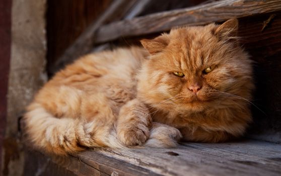 orange furry cat is lying on a wooden stairs