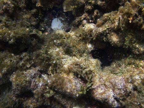 moray eel hidden inside a coral reef