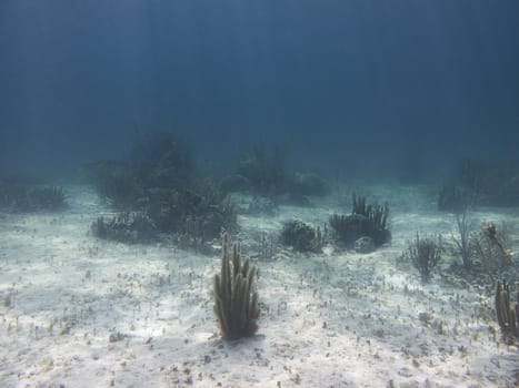 Coral reef at the bottom of the ocean floor
