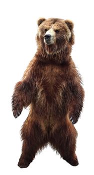 Big standing brown bear, isolated