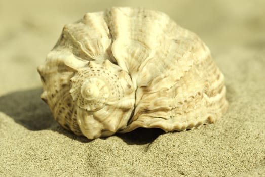 special sepia toned ,focus point on nearest part of seashell