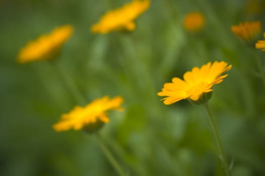 focus point on nearest flower