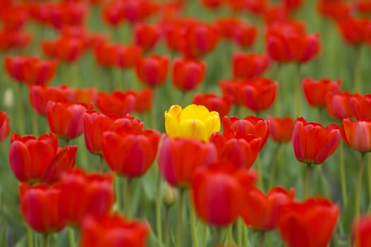 special lens blur, focus point on center of photo