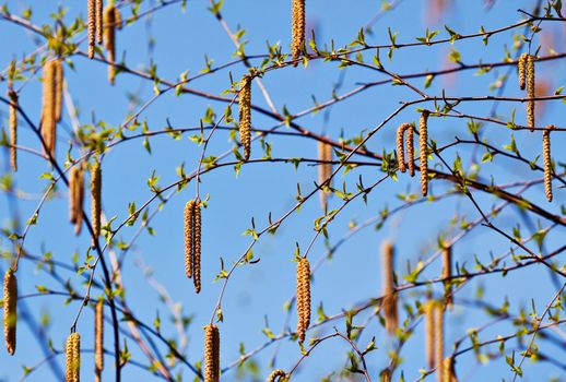 seeds and branches of a willow tree over a blue sky