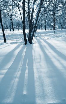 special blue toned, focus point on nearest trees