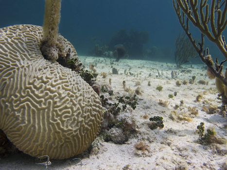 Coral rock, home of little black & white fish