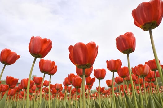 spring concept,focus point on center of photo