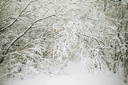 snow and tree, focus point on center,special toned