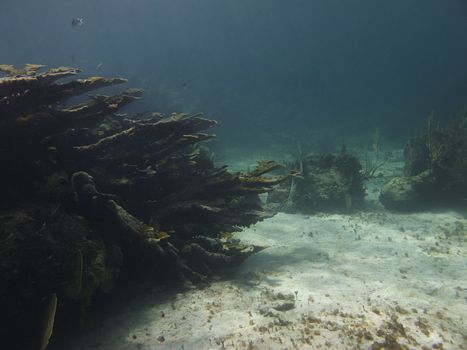Large coral reef home to many species of fish