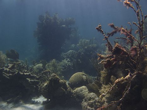 Coral reef at the bottom of the ocean floor