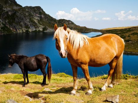 two young horses looking at camera in the mountains