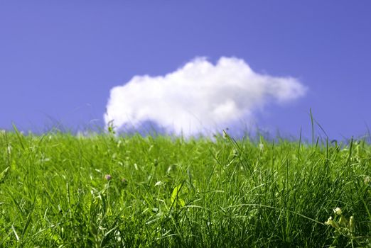 fresh meadow, focus point on nearest grass