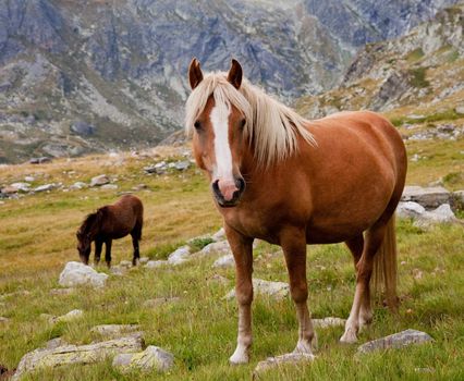 brown horse is looking at camera in the mountains