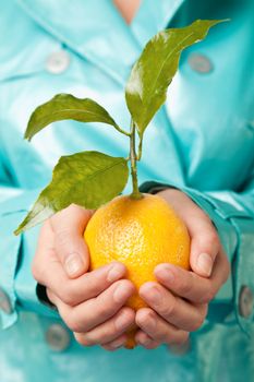 Close-up of female hands holding a fresh lemon with green leaves