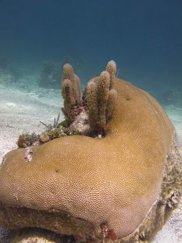 Coral rock at the bottom of the ocean