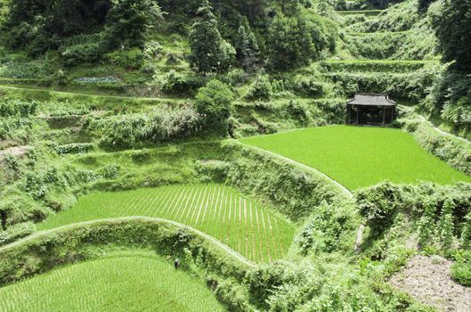 Chinese rice fields in the middle of the growing season