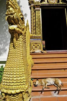 A dog takes a nap in the hot sun in Thailand on temple stairs