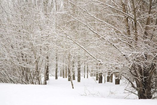 special photo toned,focus point on nearest tree (right side)