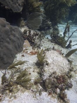 Coral reef at the bottom of the sea