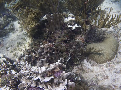 Coral reef at the bottom of the sea