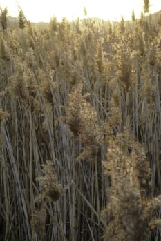 Golden sunlit reeds in a wetland area