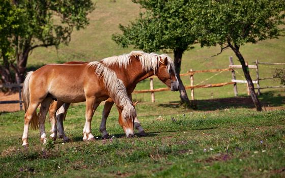 two brown horses grazing grass in an enclosure