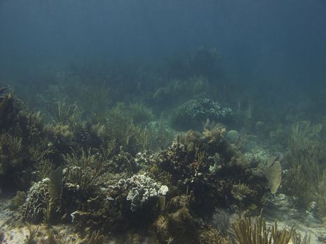 Coral reef at the bottom of the ocean