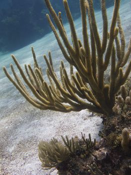 Tree like coral at the bottom of the ocean