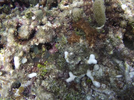 close up a of multicolored coral reef hidding a fish