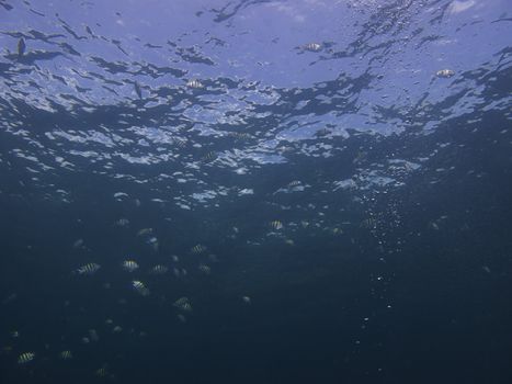 School of sergeant major swimming near the surface