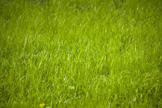 focus point on center of photo