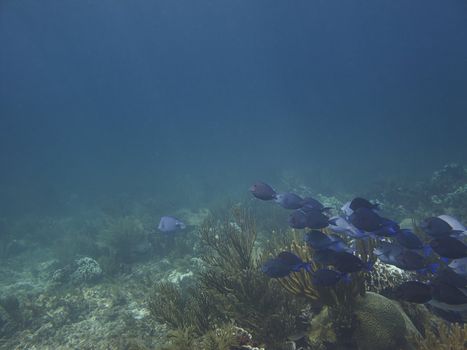 School of  Blue Tang fish swimming in a coral reef