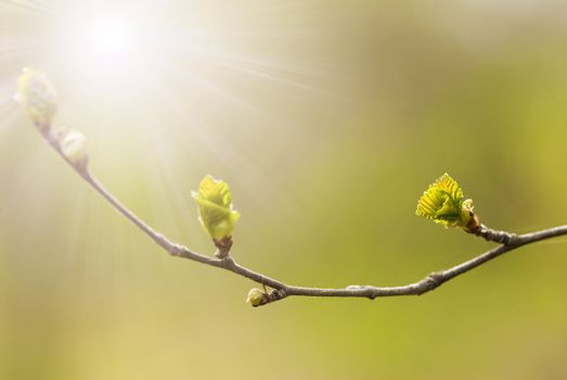 spring concept, special toned and light photo f/x