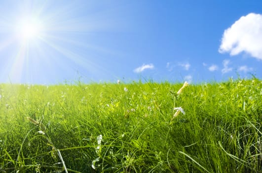 fresh meadow, focus point on nearest grass, special toned and sun light photo f/x