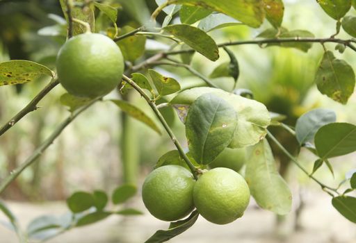 Lemons growing on a lemon tree in garden at Thailand