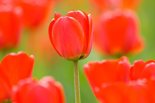 red tulips, focus point on center of photo