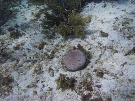 Spotted goatfish feeding at the bottom of the sea