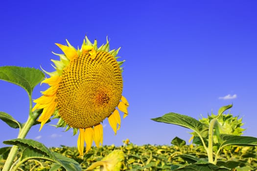 Sunflower head during the ripening over the sunflower field against a background blue sky