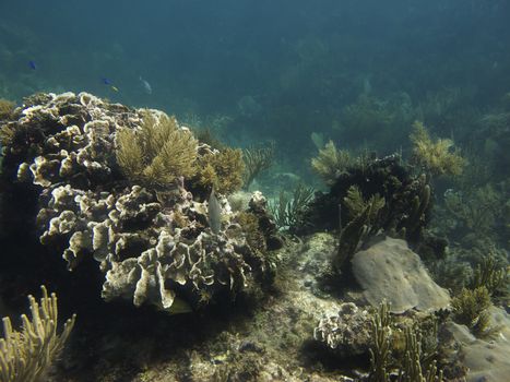 Coral reef home of the following fish, bluehead, bluestriped grunt, french grunt