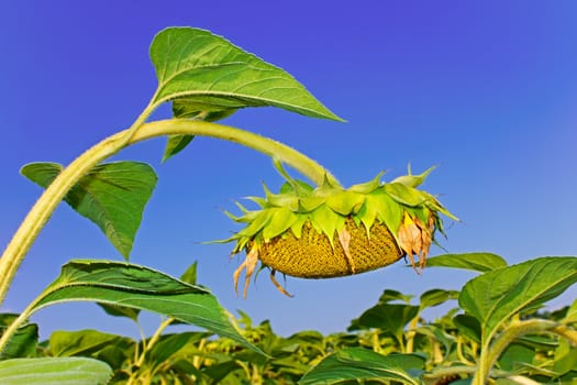 Sunflower during the ripening over the sunflower field against a blue sky