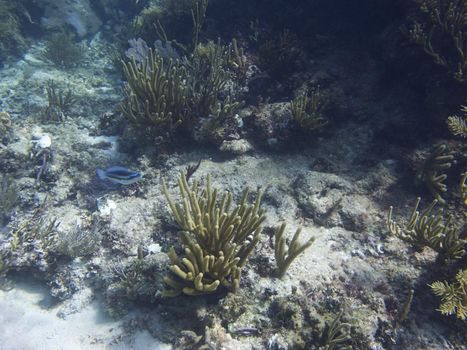 Coral reef home to many species of fish