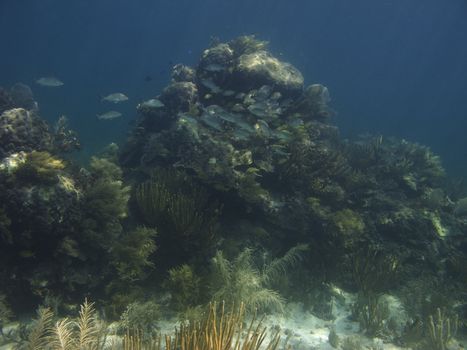 Refuge for school of  bluestriped grunt and french grunt