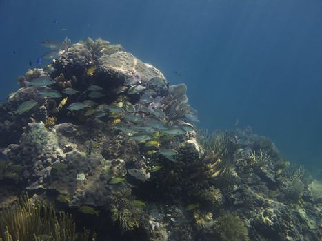 Refuge for school of  bluestriped grunt and french grunt