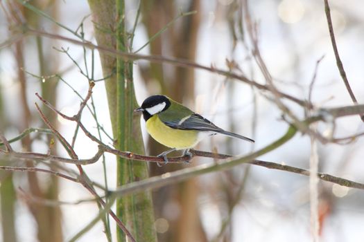 great tit on a twig in winter