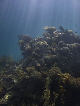 Coral reef under sun rays, home to many species of fish