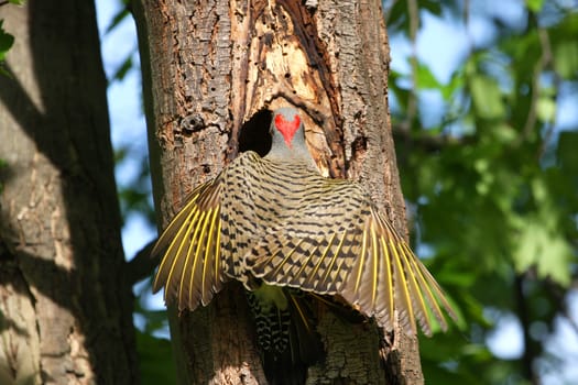 Northern Flicker Colaptes auratus Landing On Nest Hole