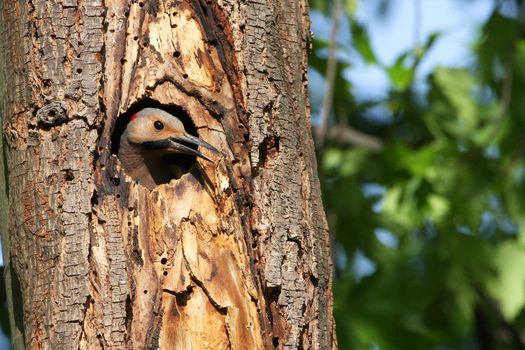 Northern Flicker Male yellow shafted In Nest Hole