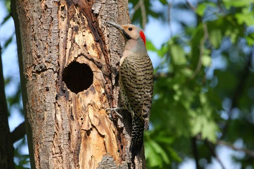 Northern Flicker Male yellow shafted On Side Of Tree
