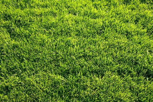 green nature background, focus point on center of photo