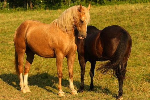 Beautiful Tan Horse in morning sun